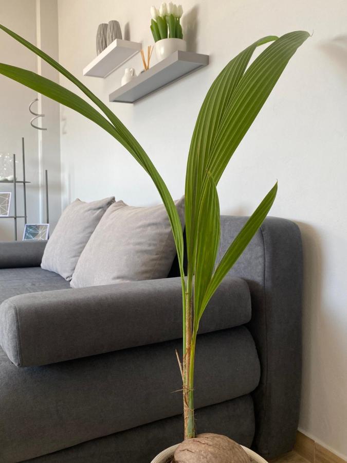Apartment Camelia Luxury *