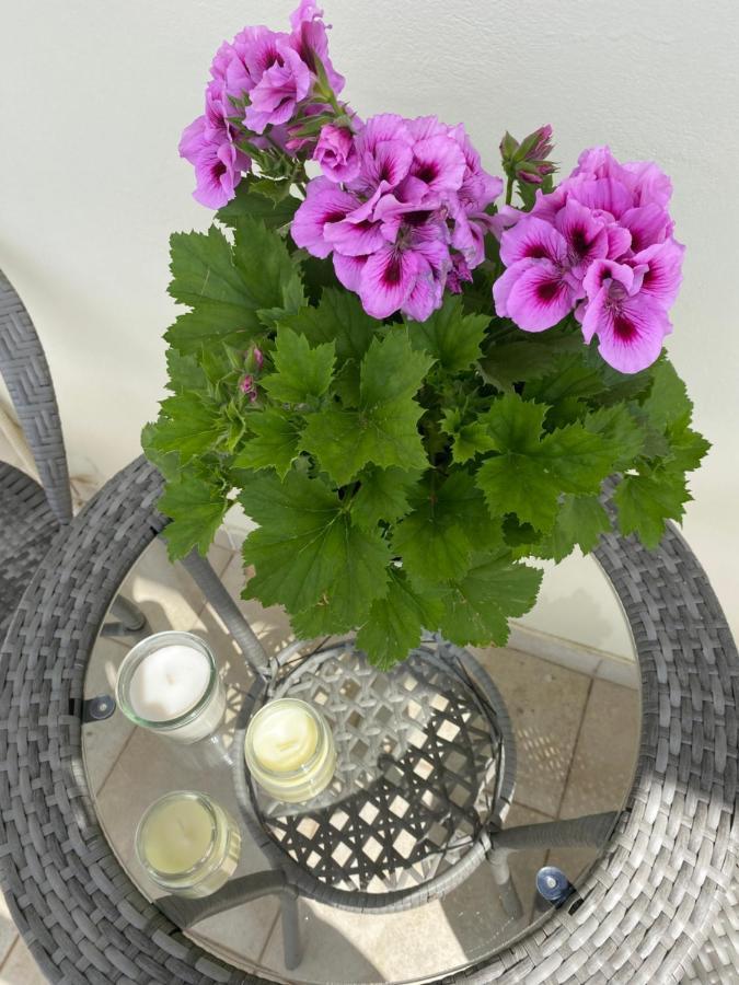Camelia Luxury